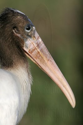 _MG_2423 Wood Stork.jpg