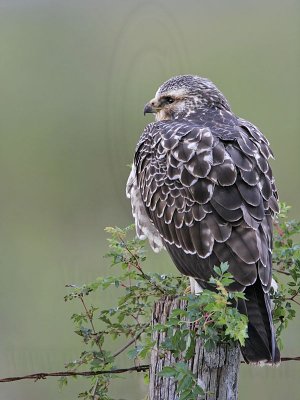 _MG_6778 Swainson's Hawk.jpg