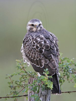 _MG_6791 Swainson's Hawk.jpg