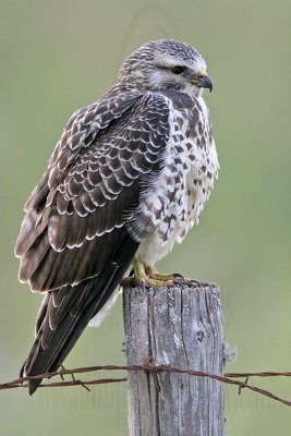 _MG_6906 Swainson's Hawk.jpg