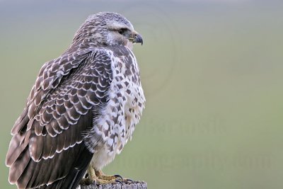 _MG_6914 Swainson's Hawk.jpg