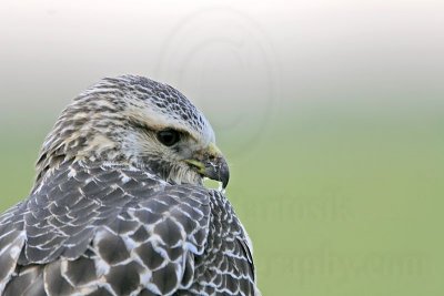 _MG_7131 Swainson's Hawk.jpg