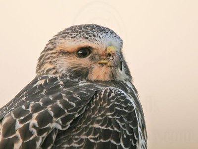 _MG_7181 Swainson's Hawk.jpg