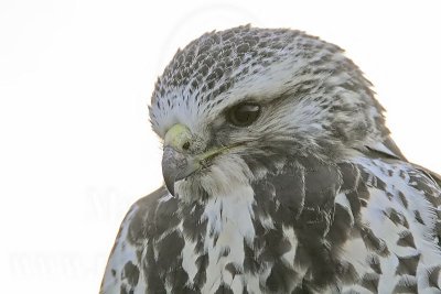 _MG_7343 Swainson's Hawk.jpg