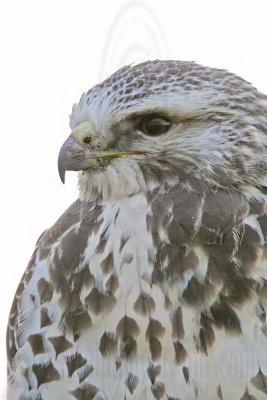 _MG_7379 Swainson's Hawk.jpg