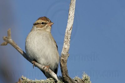 _MG_7628 Chipping Sparrow.jpg