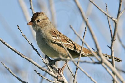 _MG_7915 White-crowned Sparrow.jpg