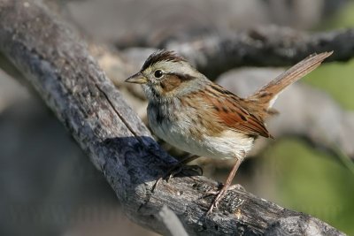 _MG_9132 Swamp Sparrow.jpg