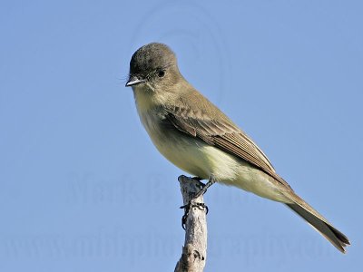 _MG_7816 Eastern Phoebe.jpg