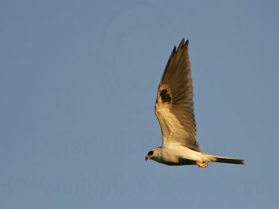 _MG_0523 White-tailed Kite.jpg