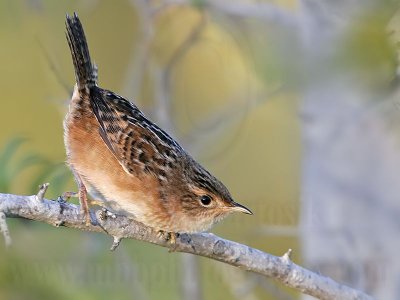 _MG_0783 Sedge Wren.jpg