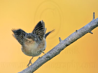 _MG_0789 Sedge Wren.jpg