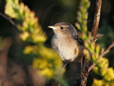 _MG_0822 Sedge Wren.jpg