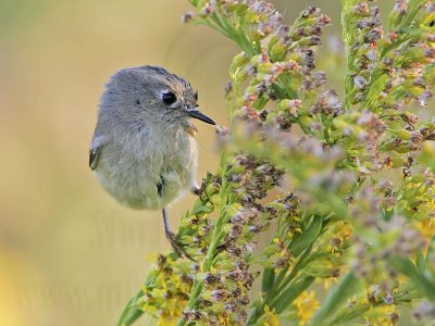 _MG_0986 Ruby-crowned Kinglet.jpg