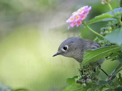 _MG_2667 Ruby-crowned Kinglet.jpg