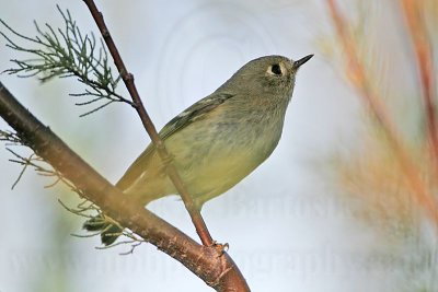 _MG_2866 Ruby-crowned Kinglet.jpg