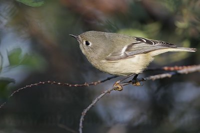 _MG_2952 Ruby-crowned Kinglet.jpg