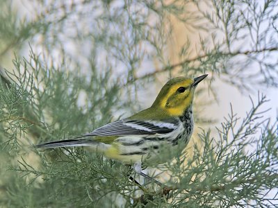 _MG_2431 Black-throated Green Warbler.jpg