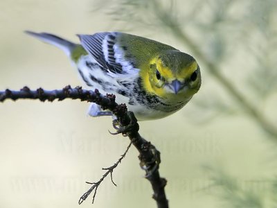_MG_2462 Black-throated Green Warbler.jpg