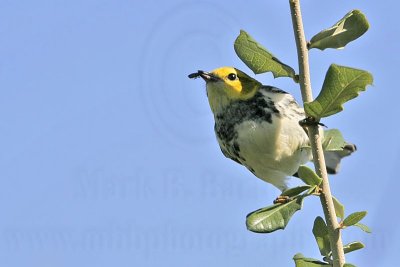 _MG_2492 Black-throated Green Warbler.jpg