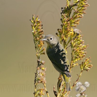 _MG_1539 Nashville Warbler.jpg