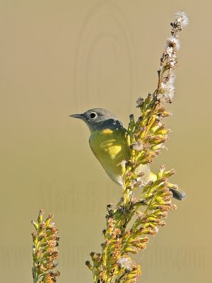 _MG_1552 Nashville Warbler.jpg