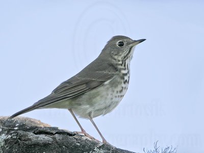 _MG_1290 Hermit Thrush.jpg