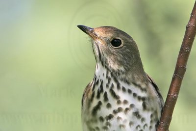 _MG_2330 Hermit Thrush.jpg