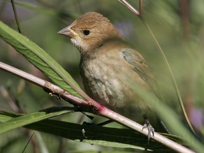 _MG_1982 Indigo Bunting.jpg