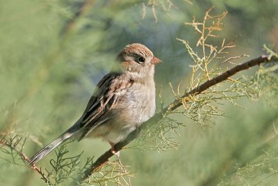 _MG_1111 Field Sparrow.jpg