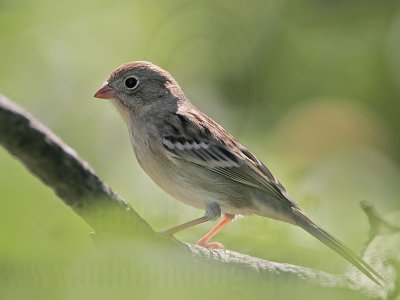 _MG_2017 Field Sparrow.jpg