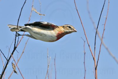 _MG_2383 Rose-breasted Grosbeak.jpg