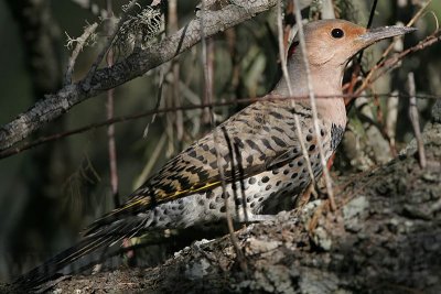 _MG_1189 Northern Flicker.jpg