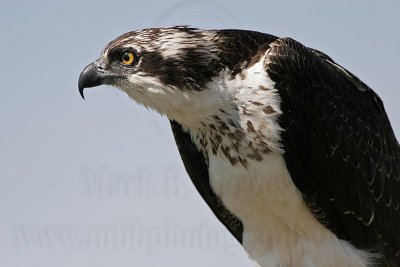 _MG_2226 Osprey.jpg