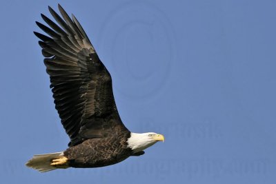 _MG_4923 Bald Eagle.jpg