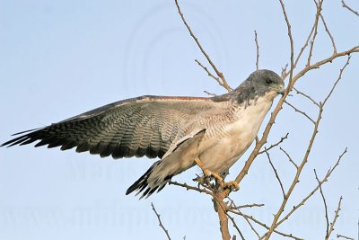 _MG_6534 White-tailed Hawk.jpg