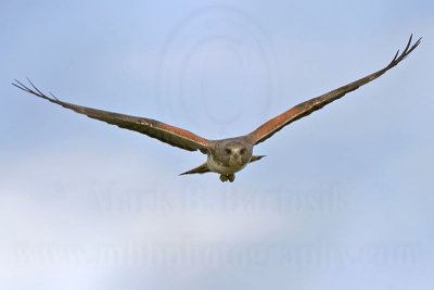 _MG_6672 White-tailed Hawk.jpg