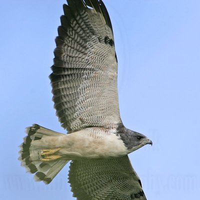 _MG_6680 White-tailed Hawk.jpg