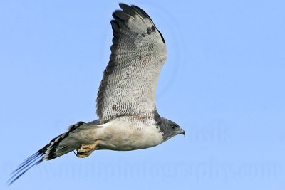 _MG_6684 White-tailed Hawk.jpg