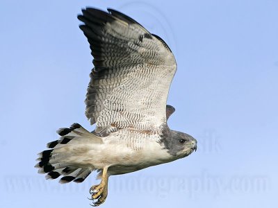 _MG_6803 White-tailed Hawk.jpg