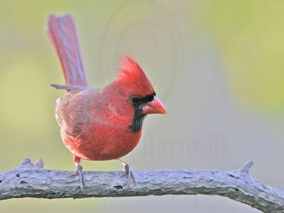_MG_9307 Northern Cardinal.jpg