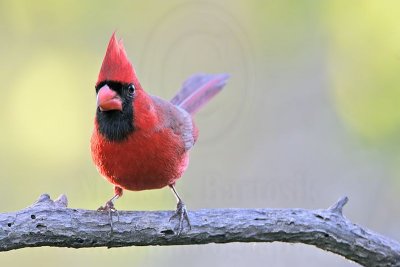 _MG_9309 Northern Cardinal.jpg