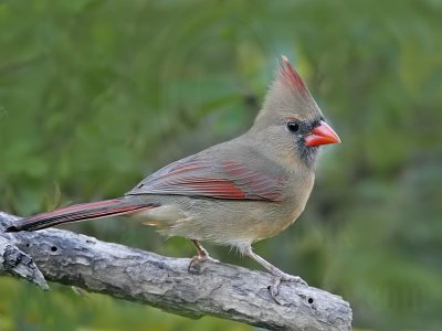 _MG_9324 Northern Cardinal.jpg