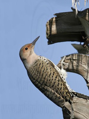 _MG_9065 Northern Flicker.jpg