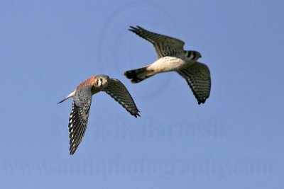 _MG_8744 American Kestrel.jpg