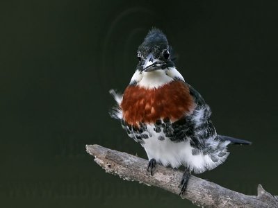 _MG_1271 Green Kingfisher.jpg