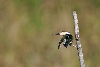 _MG_4780 Green Kingfisher.jpg