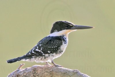 _MG_8857 Green Kingfisher.jpg