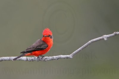 _MG_1061 Vermilion Flycatcher.jpg