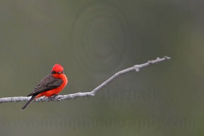 _MG_1065 Vermilion Flycatcher.jpg